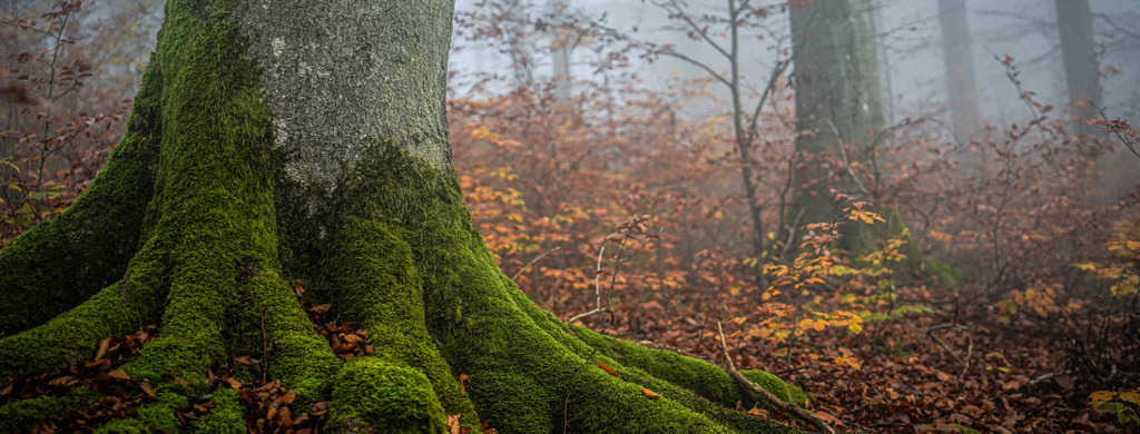 dtl-header-urwaldprojekt