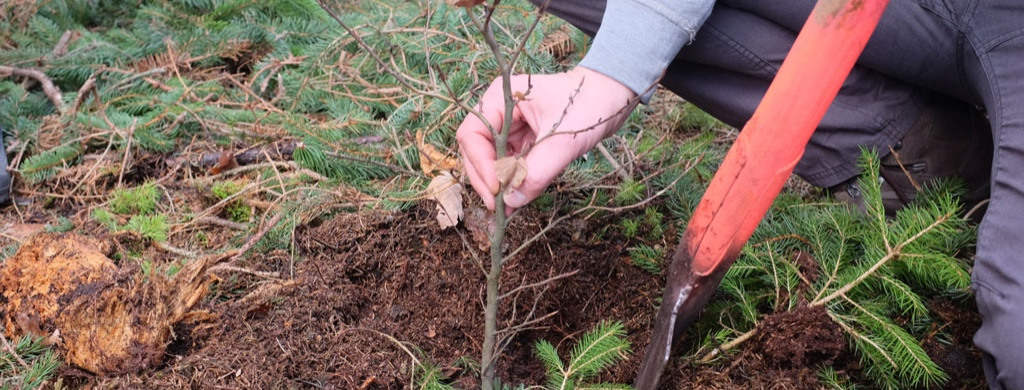Person setzt mit Hilfe einer Schaufel einen kleinen Baum in die Erde