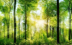 Ein Wald mit einfallenden Sonnenstrahlen zwischen den Baumwipfeln