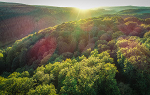 Ein Wald mit einfallenden Sonnenstrahlen
